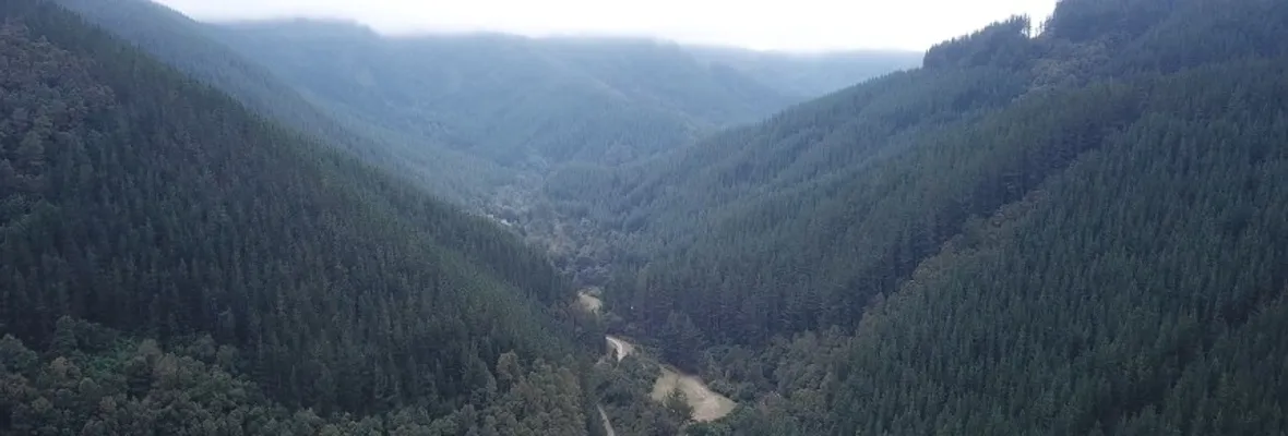 Plantaciones forestales de pino y eucalipto afectan suministro de agua en grandes cuencas, indica estudio