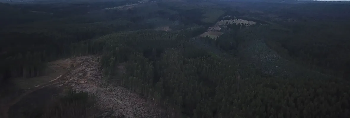 En histórico plebiscito de Tirúa votarán por mantener o expulsar el monocultivo forestal