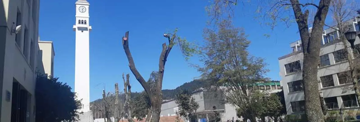 Facultad de Ciencias Naturales califica de “mutilación” poda de árboles patrimoniales en U. de Concepción