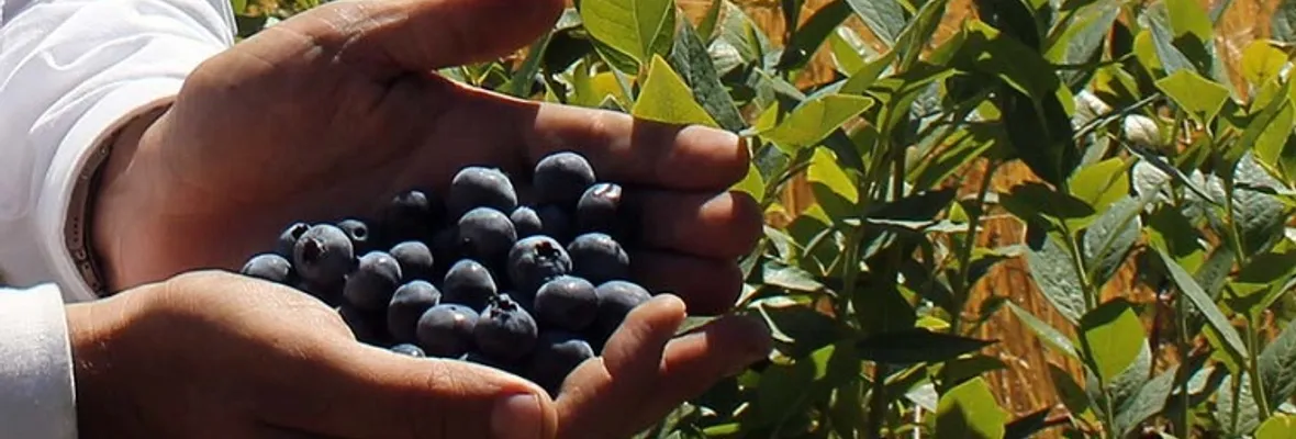 Realizarán el primer congreso chileno de Agroecología en la región de la Araucanía