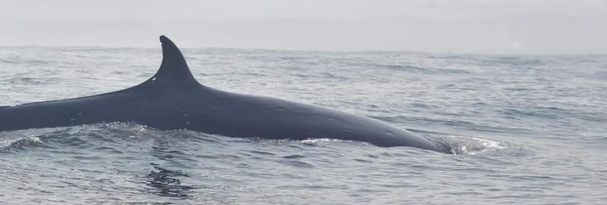 Avistamientos de ballenas y charlas se realizaron en el amenazado Santuario de la Naturaleza Península de Hualpén