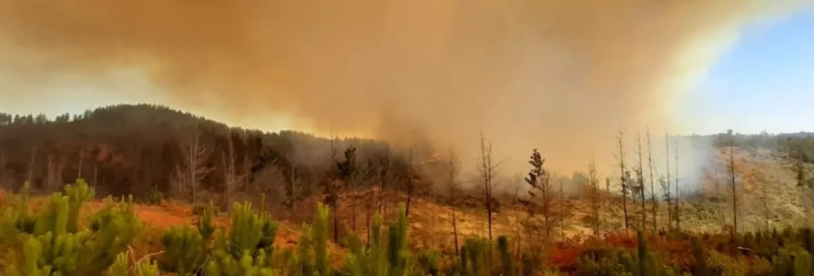 Valparaíso y Viña del Mar en Alerta Roja por incendio forestal en Placilla