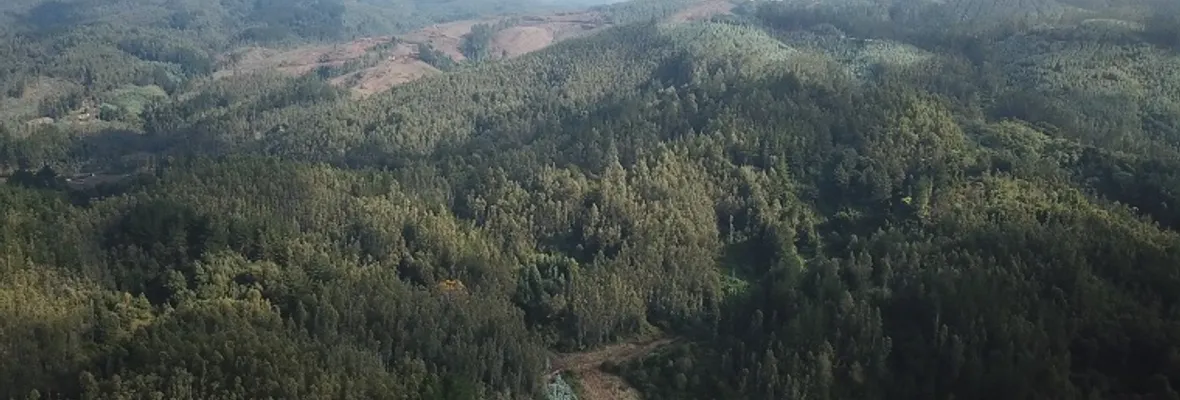 Vecino denuncia uso forestal del temido Glifosato y otros agrotóxicos en Hualqui