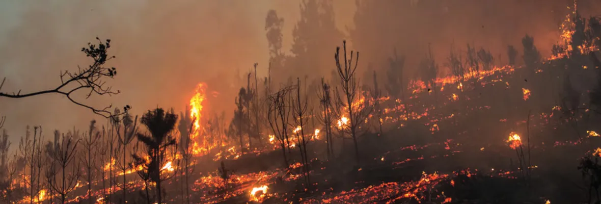 Tribunal Internacional de los Derechos de la Naturaleza sesionará en Biobío por modelo forestal y megaincendios de 2023