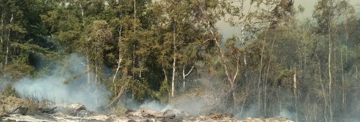 Incendio forestal en cerros Manquimávida y Caracol alcanza Reserva Nonguén afectando hectáreas de bosque nativo