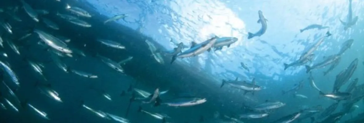 Salmones transportan contaminantes orgánicos persistentes en ecosistemas de la Patagonia, reporta estudio