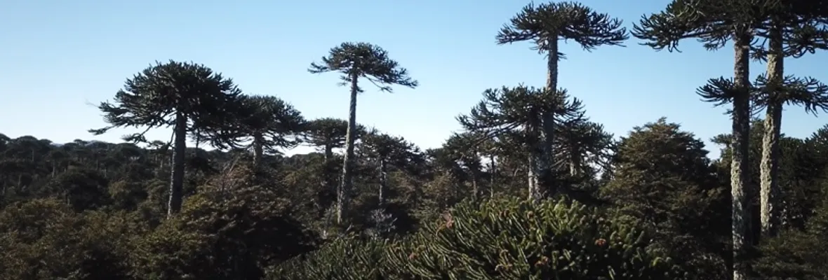 Tala de 40 araucarias al interior del Parque Nacional Nahuelbuta: lo realizó CONAF haciendo un cortafuego