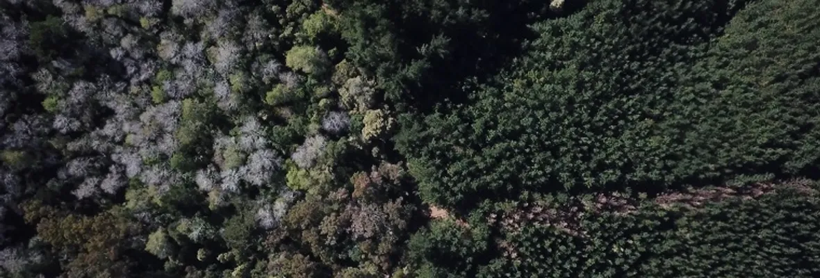 Día de los Bosques en el Biobío: la "pandemia" es el monocultivo forestal