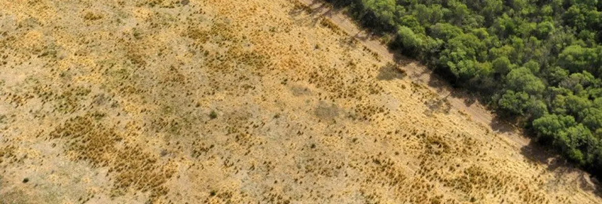 Parar deforestación, regular agroindustria y comercio de especies exóticas: medidas para evitar pandemias, indica estudio