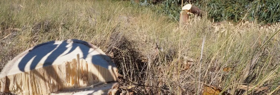 Comunidad tala monocultivo forestal en Humedal Tubul Raqui y donan leña a Escuela de Tubul en Arauco
