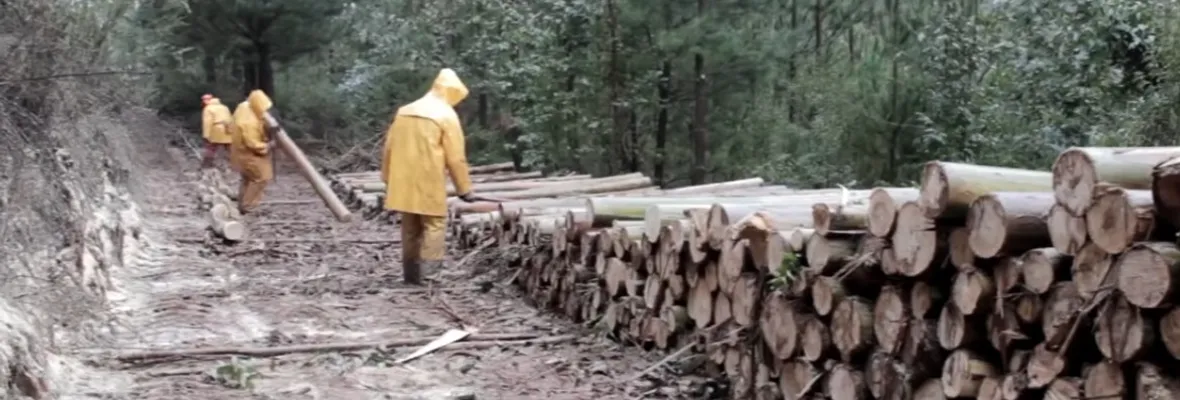 Por fraude tributario de $5.000 millones: Tribunal deja sin cautelares a ejecutivo forestal