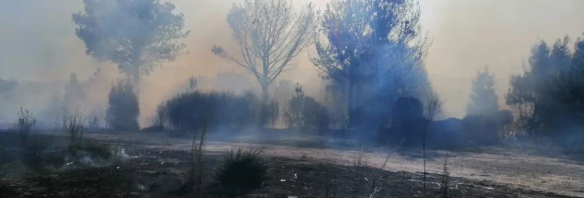 Incendio forestal afectó bosque nativo en la comuna de Arauco