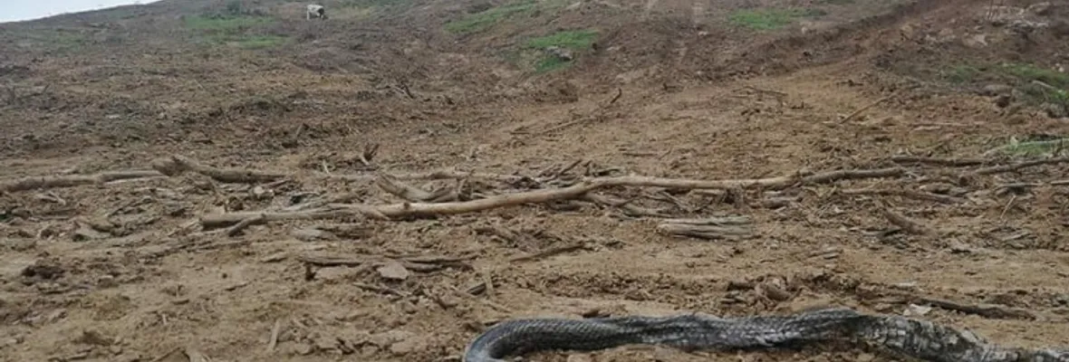Contraloría puso fin a tala de bosque nativo con fines agroindustriales