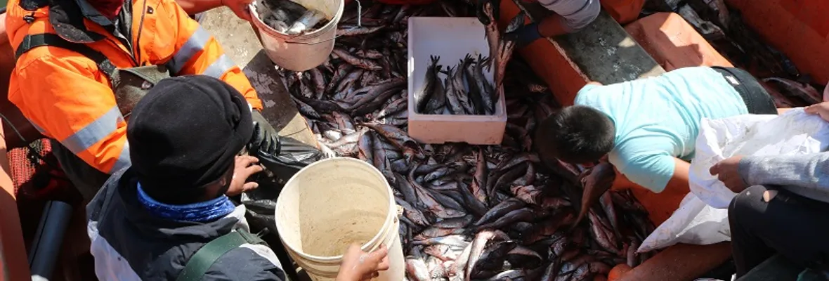 Pescadores de Tirúa regalan toneladas de alimento en medio de crisis por covid 19