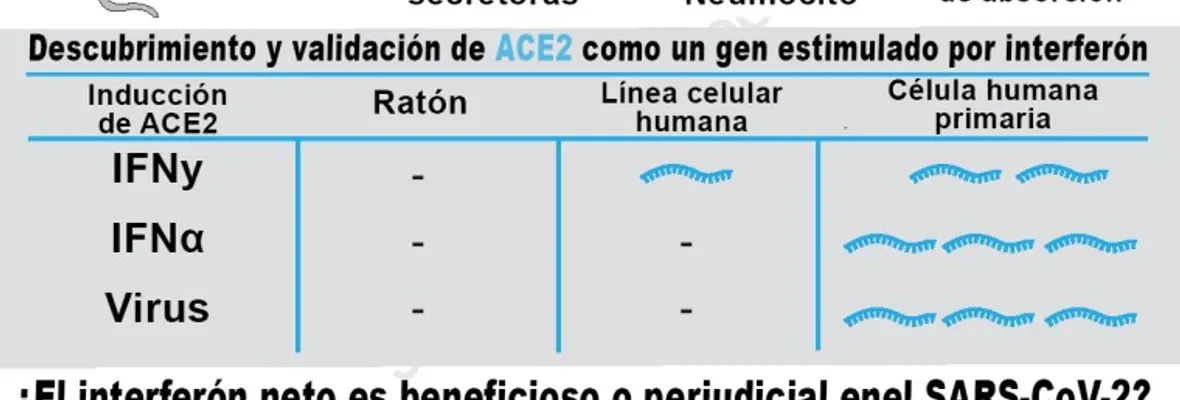 Células clave de la nariz fueron identificadas como puntos de entrada del coronavirus