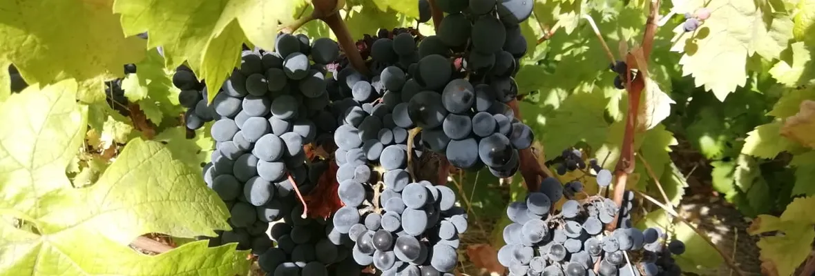Día Nacional del Vino: ingresan proyecto de ley que prohíbe vinificar con uva de mesa