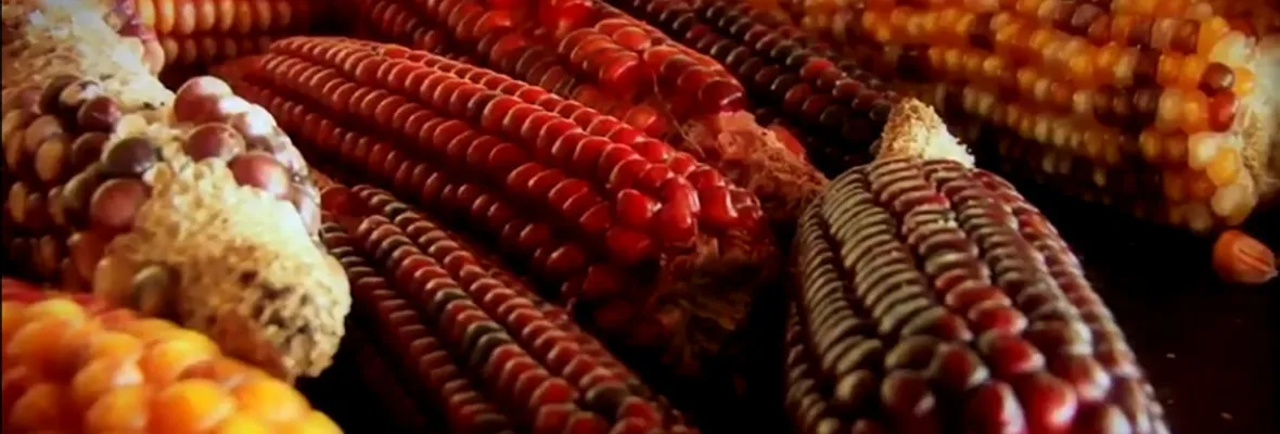 Siete cápsulas audiovisuales acerca de soberanía alimentaria se transmitirán a través de Resumen