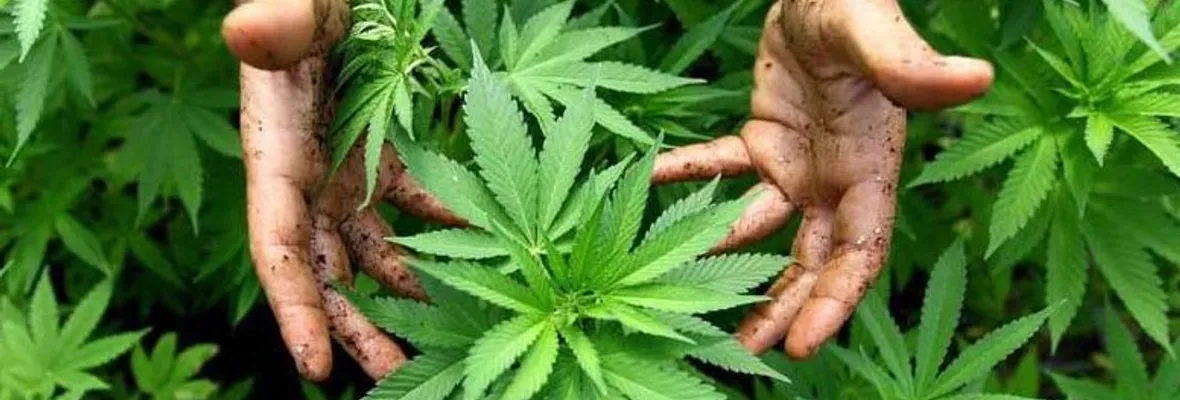 Legalización de marihuana ¿recurso para paliar crisis económica post pandemia?