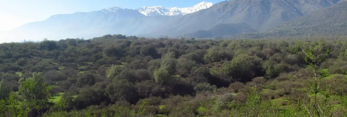 Proyecto inmobiliario amenaza con destruir el ecosistema del Bosque Panul
