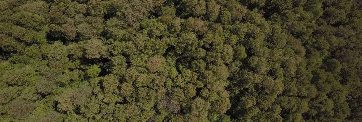Pese a oposición de vecinas/os remate del último bosque nativo de Longaví recibió oferta para adquirir un lote