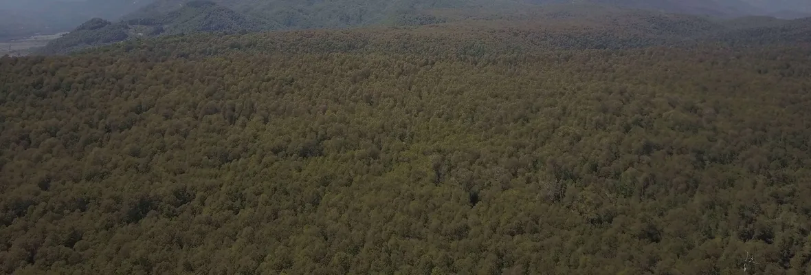 Los Laureles: el último gran bosque nativo de Longaví en peligro por remates