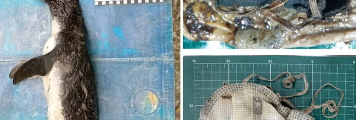 Necropsia reveló primer caso documentado de pingüino muerto por ingerir una mascarilla