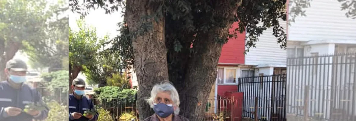 Árbol defendido por adulta mayor en Talcahuano se secó tras traslado a vivero municipal