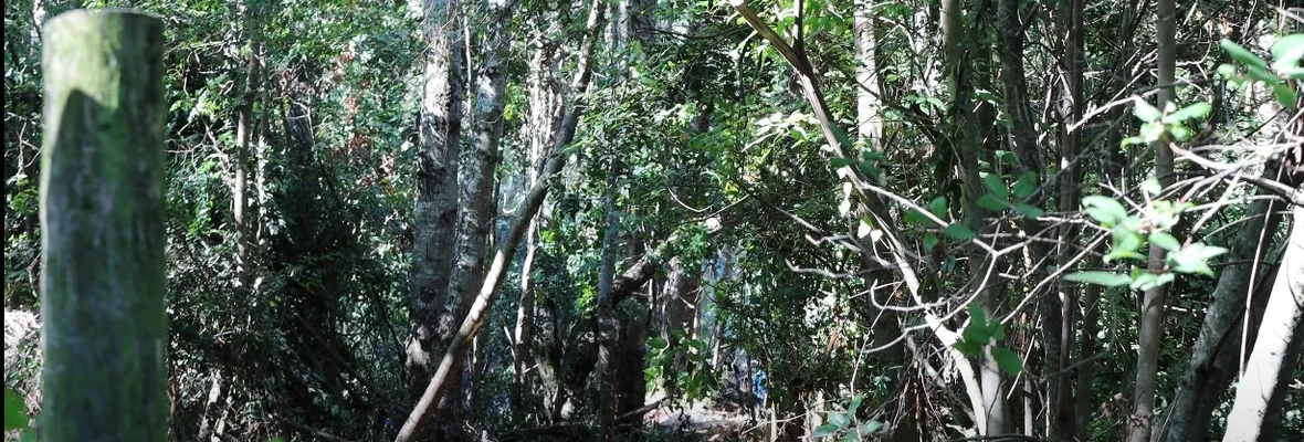 Pese a ser multados: Empresas Eltit sigue destruyendo bosque nativo y cementerios mapuche en Pucón