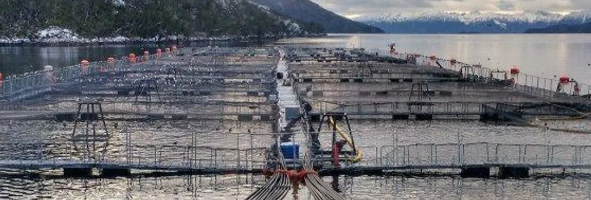 Trescientas solicitudes de caducidad de concesiones acuícolas salmoneras han presentado organizaciones y pesca artesanal australes