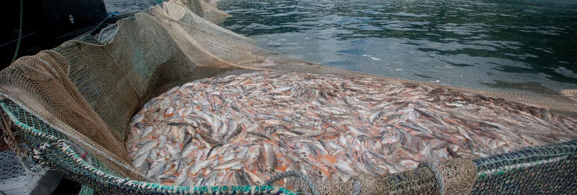 Nuevo desastre salmonero: Marea café a tu regreso a casa