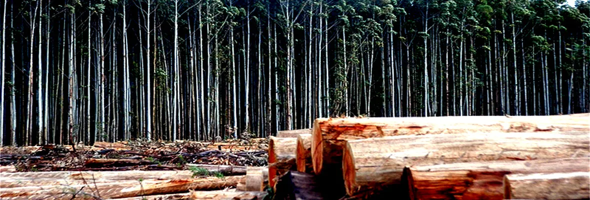 Forestal Arauco, un vecino muy tóxico para seres humanos y abejas