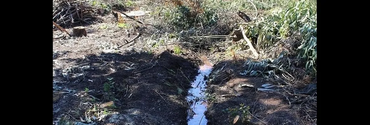 Talcahuano: Vecinas/os de Cerro Buena Vista acusan tala irregular de árboles e intervención de vertiente