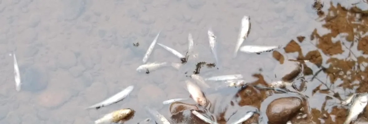 Denuncian presencia de peces muertos en río Mulchén: Vecinas/os exigen conocer responsabilidades