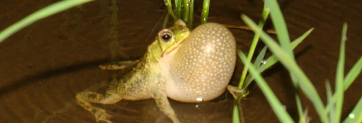 Fumigaciones causan alteraciones en gónadas e hígado de ranas en monocultivos de arroz, revela estudio
