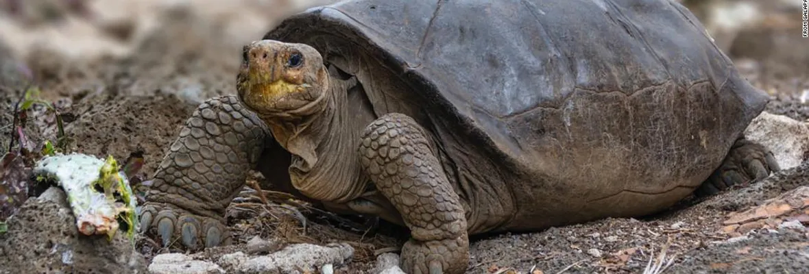 Descubren en Galápagos tortuga gigante que se creía extinguida hace más de un siglo