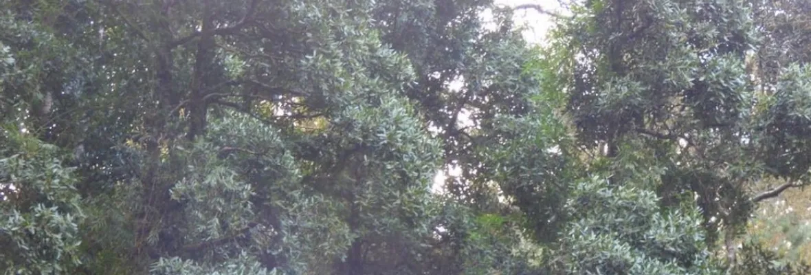 Fundación Keule afirma que Minera de Tierras Raras en Penco afectará gravemente árbol en peligro de extinción
