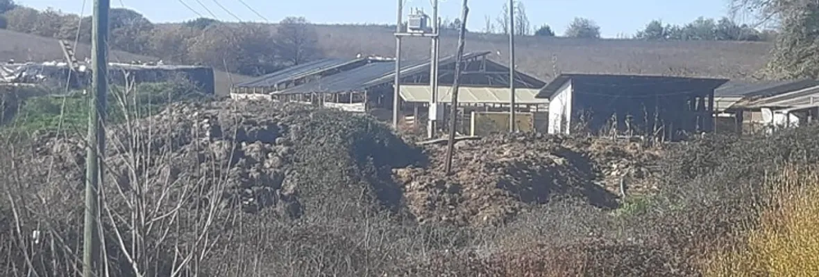 Plaga de moscas, corrida de cercos y desvío de estero: Denuncian a Lácteos Callaqui por negligencias en faenas de productora en San Rosendo
