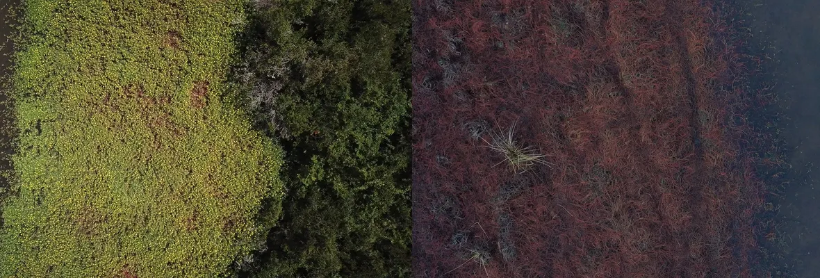 Antes y después: dramáticas imágenes muestran sequía en Laguna Quiñenco de Coronel