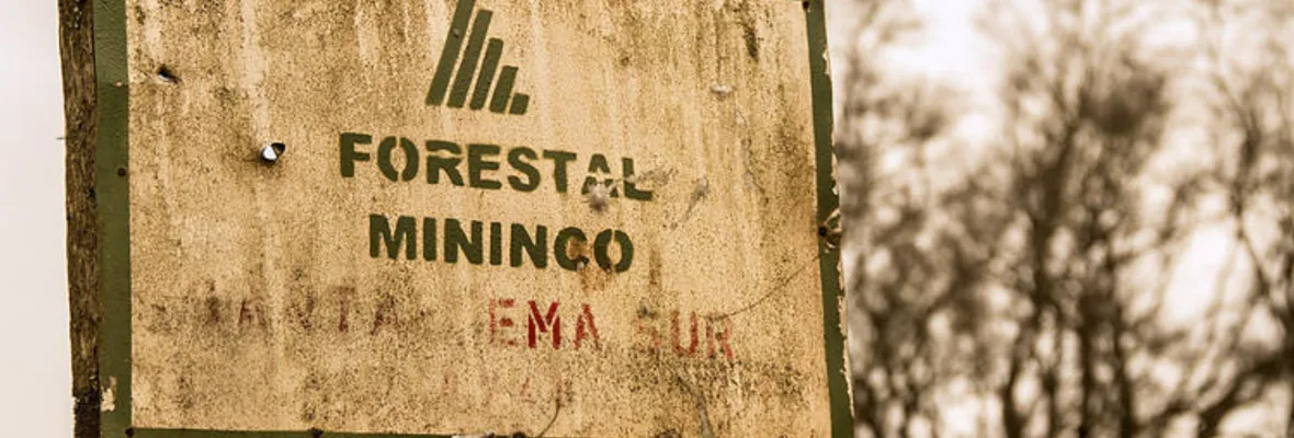 Más de un año preso y como prueba un pantalón: Absuelven a joven imputado por incendio al interior de predio de forestal Mininco en Mulchén