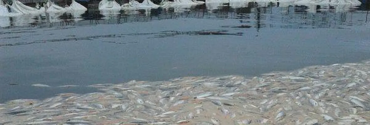 Fiscalía de Valparaíso buscaría cerrar investigación contra salmoneras implicadas en el vertimiento de salmones muertos en Chiloé en 2016