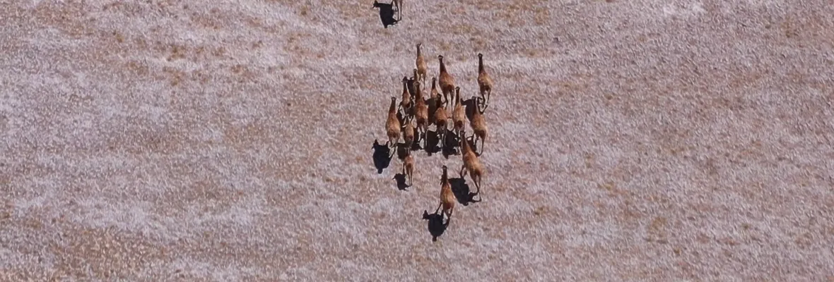 Este jueves se estrenará documental que muestra cómo podría ser destruido el salar de Maricunga por la minería de litio