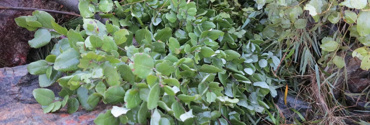 La dramática pérdida de especies nativas arrasadas por faenas de áridos sin permiso en Hualqui