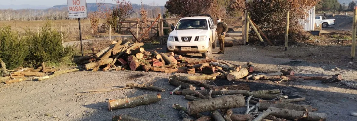 Rucalhue: Empresa hidroeléctrica que taló árboles nativos aseguró contar con autorización de Conaf