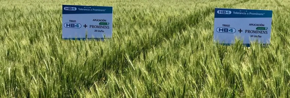 En la puerta del horno: Pan transgénico y con residuos de plaguicidas peligrosos