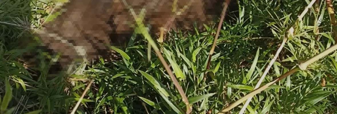 Maltrato animal: Encuentran muertos a perros en situación de abandono en Santuario de la Naturaleza de Hualpén