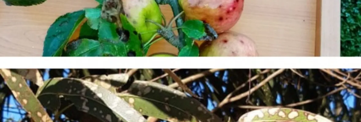 De los pesticidas al racismo e injusticia socioambiental en Wallmapu: Las otras formas de exterminar la vida