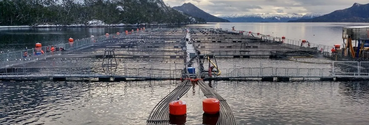 La fraudulenta certificación “Ballena segura" para lavar la imagen de las salmoneras