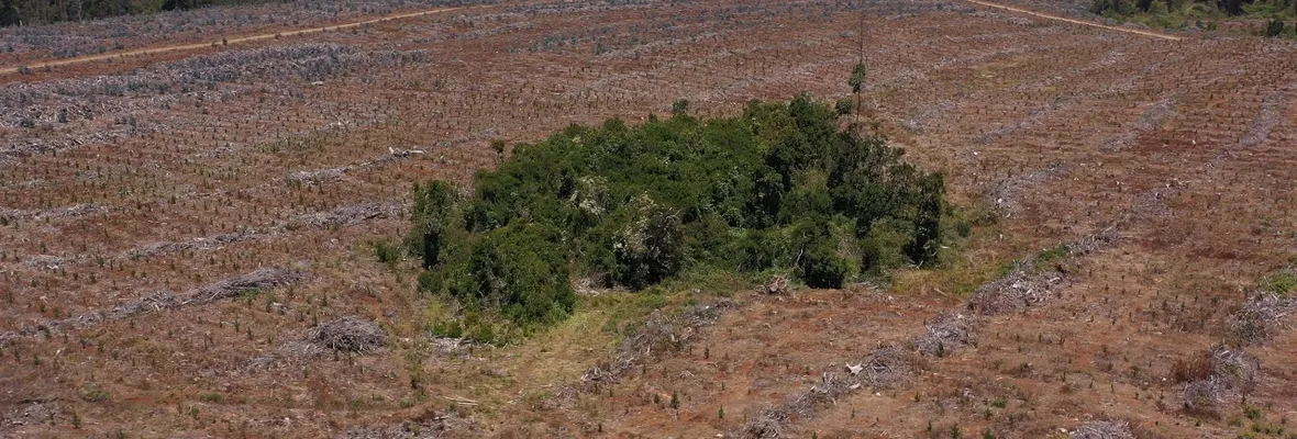 Plantaciones forestales: Nuevo estudio recopila evidencia sobre efecto negativo en suministro de agua de cuencas