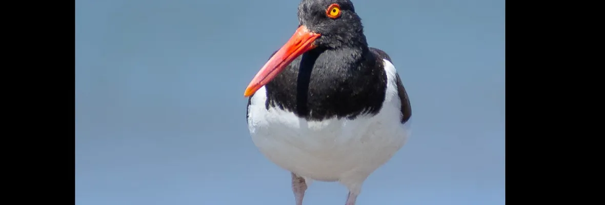Pilpilenes del Gran Concepción bajo amenaza: Denuncian destrucción de nidos y contaminación de playa Isla de los Reyes Rocuant