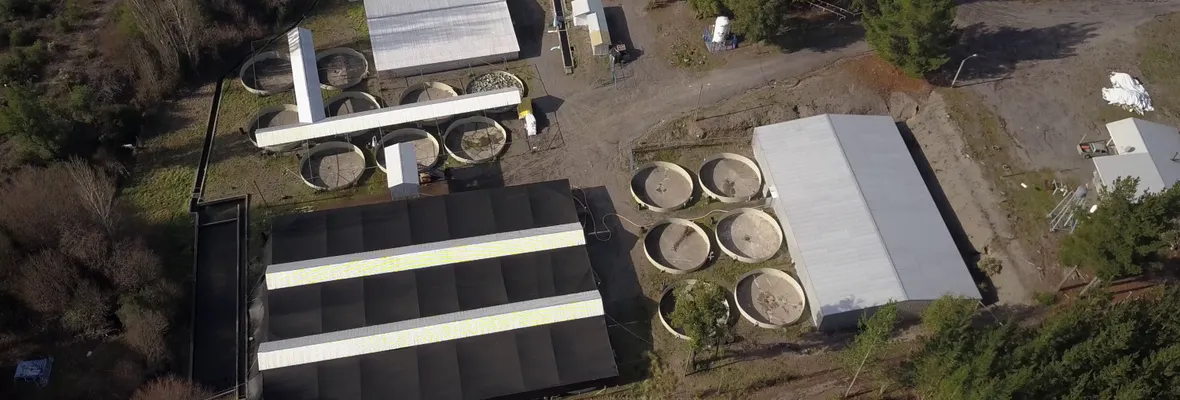 Piscicultura Sur Inversiones: Hongos, bacterias y malos olores en el estero Pichicoreo en Quilleco